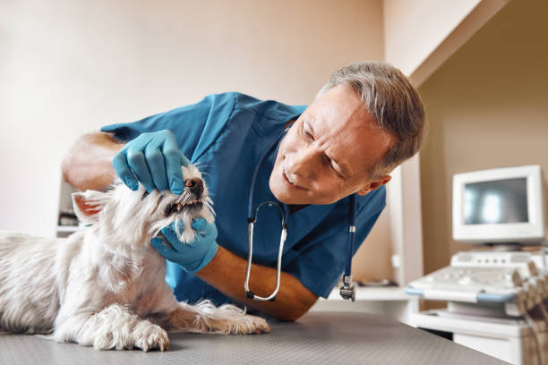 Best Emergency Tooth Extraction in Wagner, SD